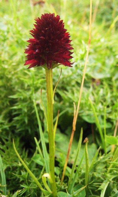 Gymnadenia Rhellicani Nigritella Comune Black Vanilla Orchid