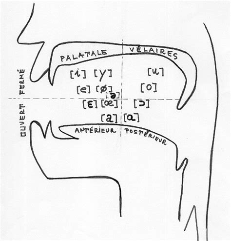 Voyelles Fle Cours De Phonétique