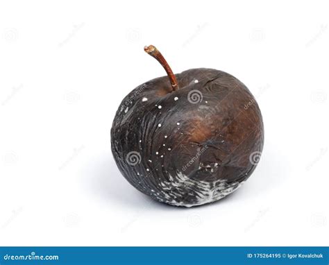 One Very Rotten Apple Stock Image Image Of Mould Illness 175264195