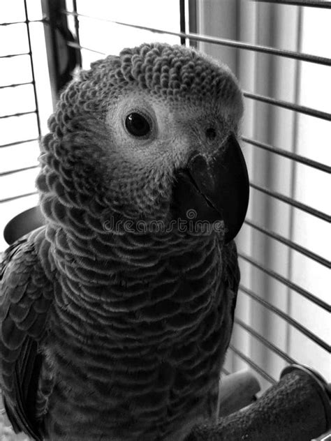 Baby Congo African Grey Parrot Stock Image Image Of Home Beak 236657089