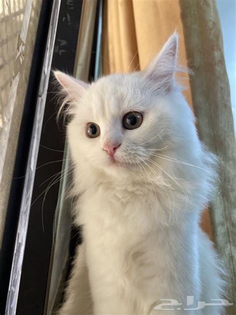 Persian Shirazi Cat For Sale