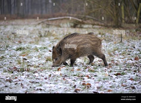 Wild Boar Sus Scrofa Four Month Old Piglet Looking For Food In Winter