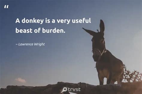 31 Donkey Quotes To Make You Smile And Think (2024)