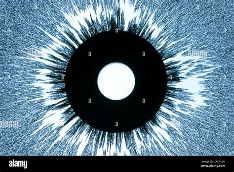 Magnet And Magnetic Field Pattern Clumping Of Iron Filings In The