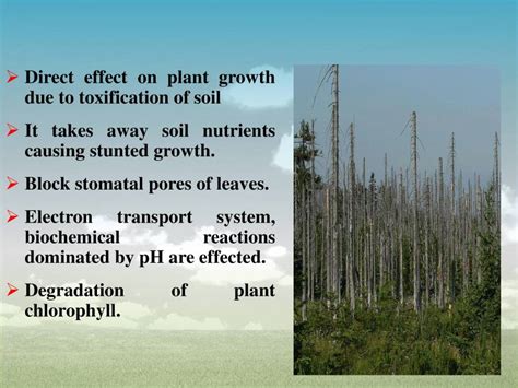 Effects Of Acid Rain On Plant Growth