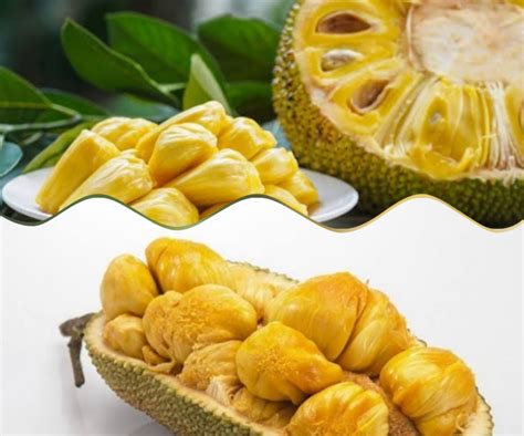 Perbedaan Nangka Dan Cempedak