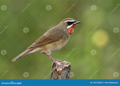 Beautiful Velvet Red Neck Bird Fully Perching Wooden Pole in Nat Stock ...