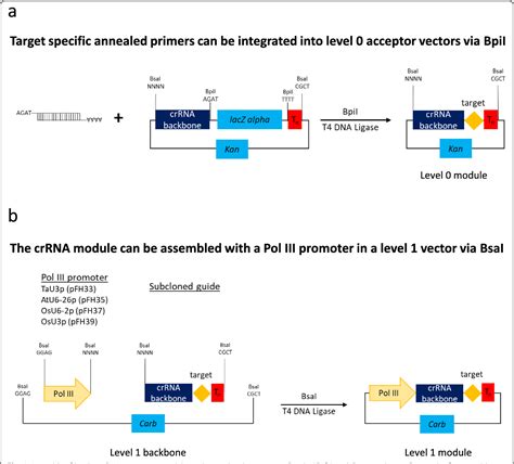 Figure From A Modular Cloning Toolkit For Genome Editing In Plants