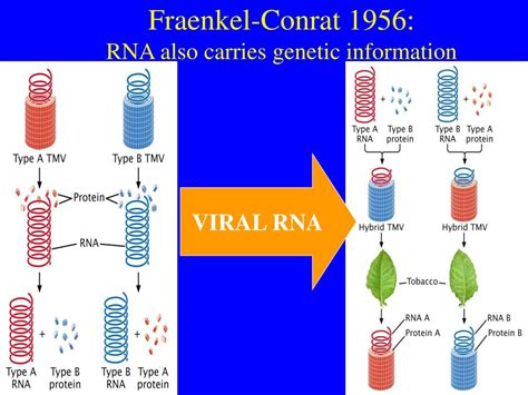 Ppt Dna The Chemical Nature Of The Gene Chapter Powerpoint