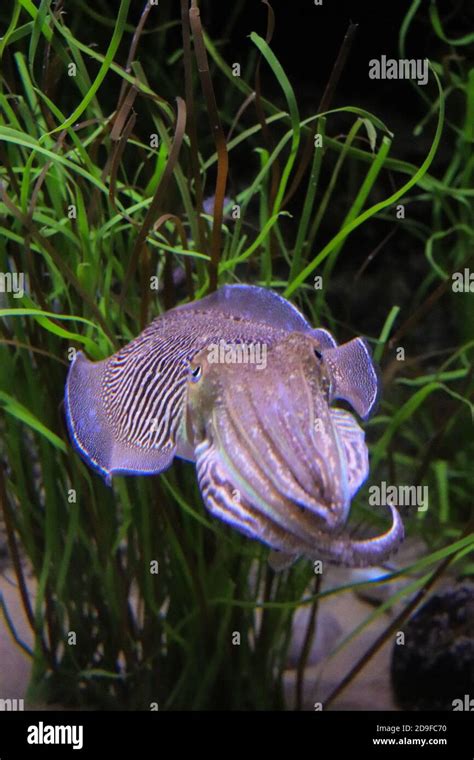 Bright Cuttlefish Swimming In Their Habitat Stock Photo Alamy