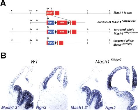 Divergent Functions Of The Proneural Genes Mash And Ngn In The