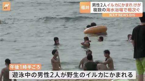 Wild Dolphins Attack Swimmers At Fukui Beach