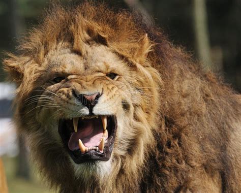 Lioness Angry At Lion