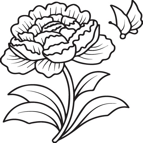 Peony Coloring Pages Peony Flower Outline For Coloring Book 42973225