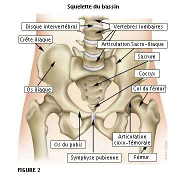 Bassin Anatomie Du Corps Anatomie Des Muscles Anatomie Corps Humain