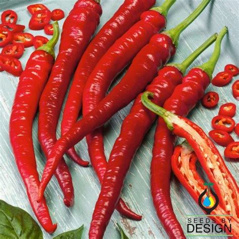 Hot Pepper Garden Seeds Cayenne Long Slim Heirloom Non Gmo Seeds