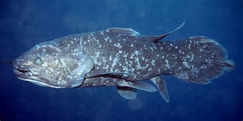 Coelacanth | Wild Life World