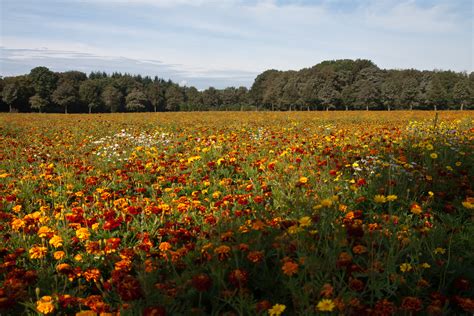 Free Images Nature Blossom Field Prairie Leaf Flower Bloom