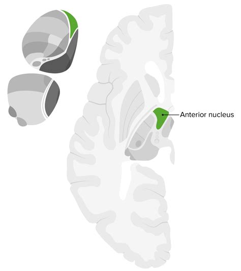 Thalamus Anatomy Concise Medical Knowledge