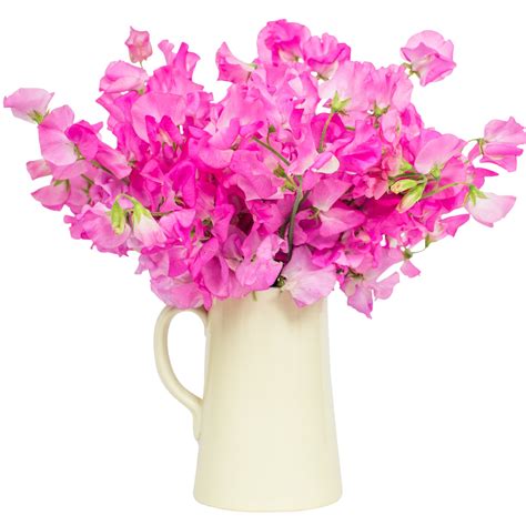 Sweet Peas - Bright Pink | Send a Scented Sweet Pea Bouquet Across the UK