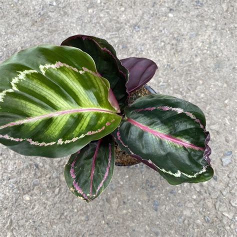 Calathea Veitchiana Pink (Pink Medallion) (4″ Pot) – Tropicals/Houseplants › Anything Grows