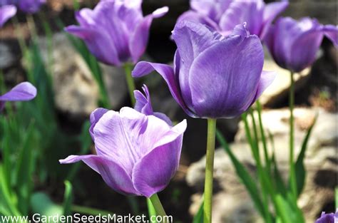 Tulipan Blue Pakke Med Stk Tulipa Blue Garden Seeds Market