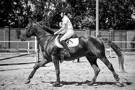 Cours D Quitation Curies De La Hem Pas De Calais