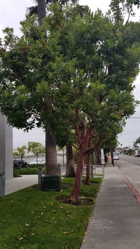 The 2 Minute Gardener Photo Strawberry Tree Arbutus Unedo Marina