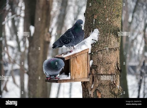 Non Exclusive Kiev Ukraine Janvier Les Pigeons Sont