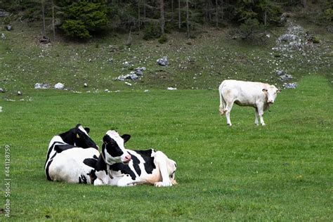 Zwei schwarz weiß gefleckte Rinder der Holsteinrasse und ein weißes