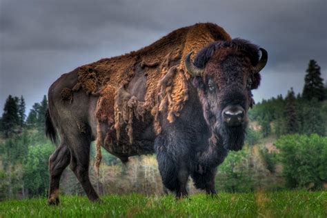 Montana Wildlife Photos American Bison Buffalo Animal Bison