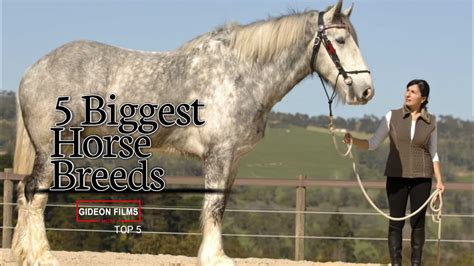 Tallest Horse Breed In The World