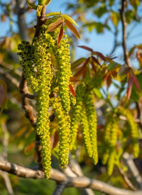 Premium Photo Male Flower Walnut Tree Juglans Regia