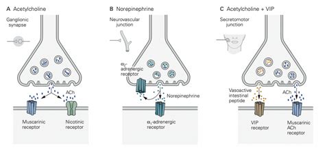 Neurotransmitters And Receptor Types Autonomic Nervous System Physiology