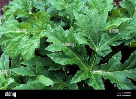 Giant hogweed foliage (Heracleum mantegazzianum). The sap of this plant ...