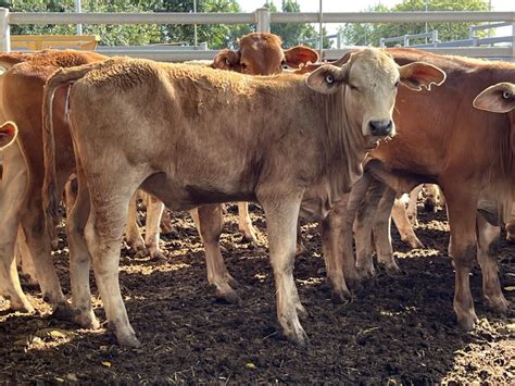 3 Decks Charolais X Mixed Sex Weaners Grant Daniel Long