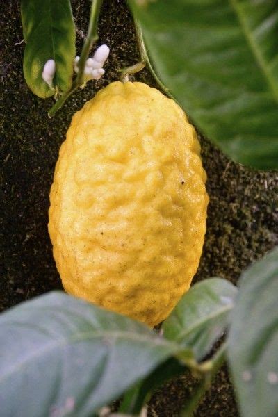 Growing Etrog Citron How To Grow An Etrog Tree With Images Etrog