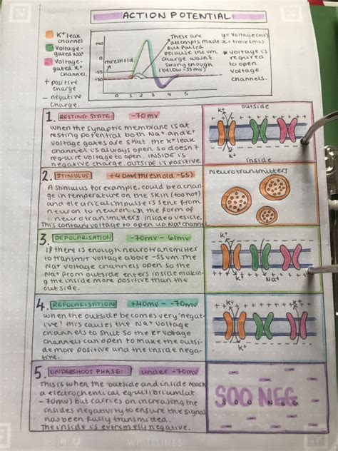 Action Potential A Level Biology Revision Artofit