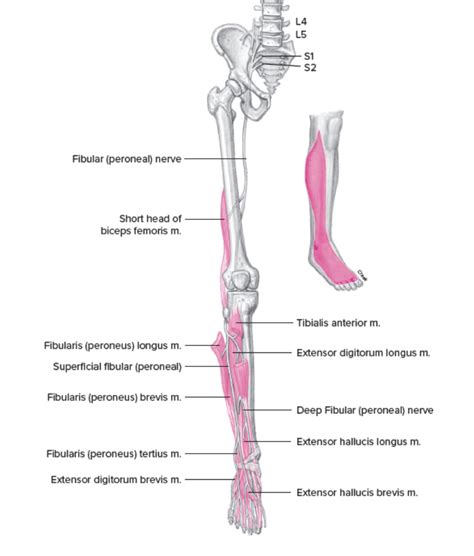 Common Fibular Division Of Sciatic Nerve Muscles Innervated By Diagram