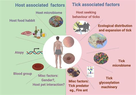 Frontiers Tick Saliva And The Alpha Gal Syndrome Finding A Needle In