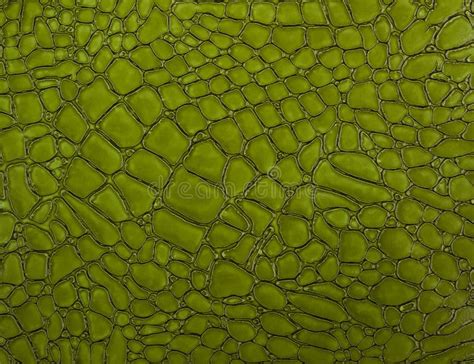 Green Crocodile Skin Background