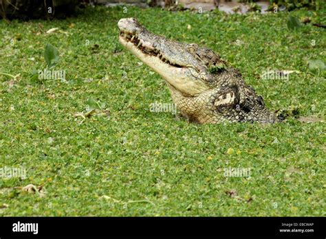 Saltwater Crocodile Crocodylus Porosus In Borneo Borneo Stock Photo