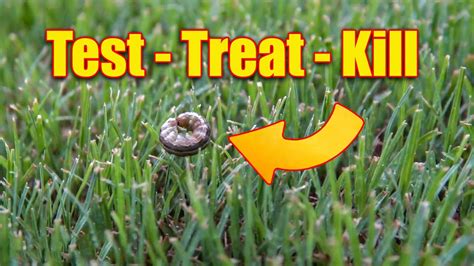 Lawn Armyworms How To Test Treat And Kill Them Youtube