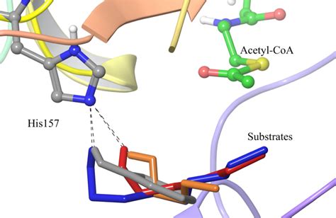 Superposition Of Molecular Docking Conformations Obtained For Four