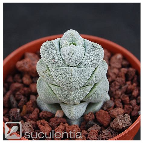 Crassula Deceptor Suculentia Venta Online De Suculentas Y Plantas Crasas