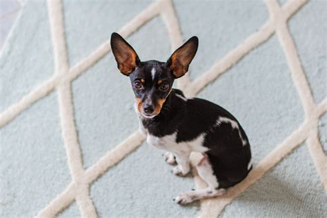 Nome E Fotos Da Especie De Cachorro Conheça 15 Raças De Cachorro