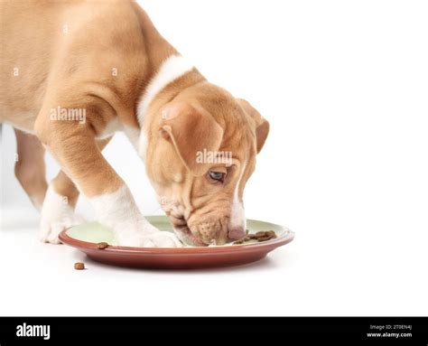 Hungry Puppy Eating Kibbles While Standing In Food Dish Prevent