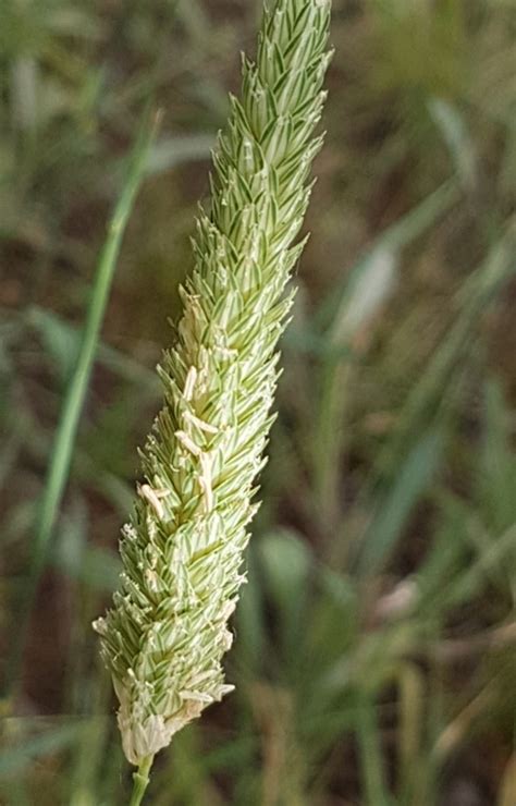 Phalaris Aquatica At Bass Gardens Park Griffith Canberra Nature Map