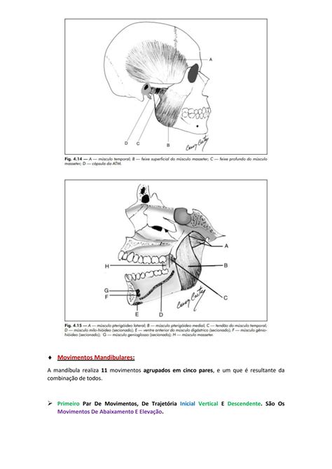 Solution M Sculos Da Mastiga O E Movimentos Mandibulares Studypool