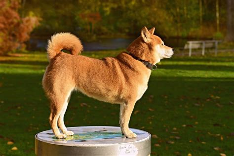 13 Native Japanese Dog Breeds All Japanese Dogs